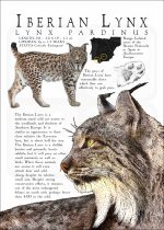 Iberian Lynx infographic poster white version
