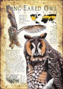 Long-Eared Owl infographic poster
