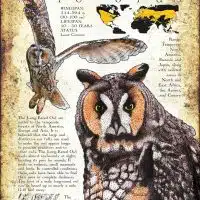 Long-Eared Owl infographic poster
