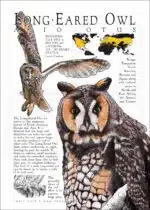 Long-Eared Owl infographic poster