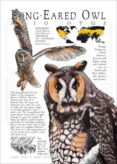Long-Eared Owl infographic poster