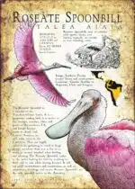 Roseate Spoonbill infographic poster