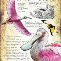 Roseate Spoonbill infographic poster
