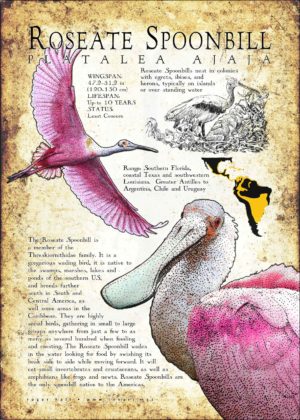 Roseate Spoonbill infographic poster
