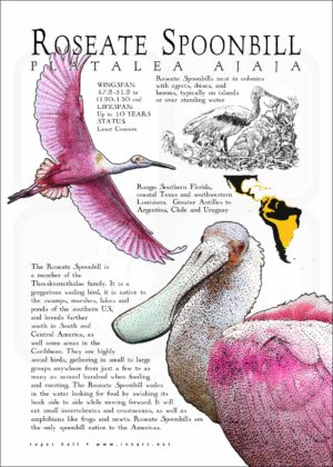 Roseate Spoonbill poster print