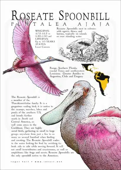 Roseate Spoonbill poster print