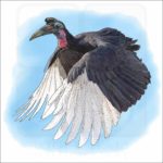 Abyssinian Ground Hornbill illustration