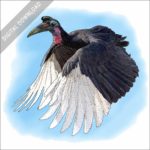 Abyssinian Ground Hornbill stock image