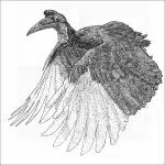 Abyssinian Ground Hornbill black and white drawing