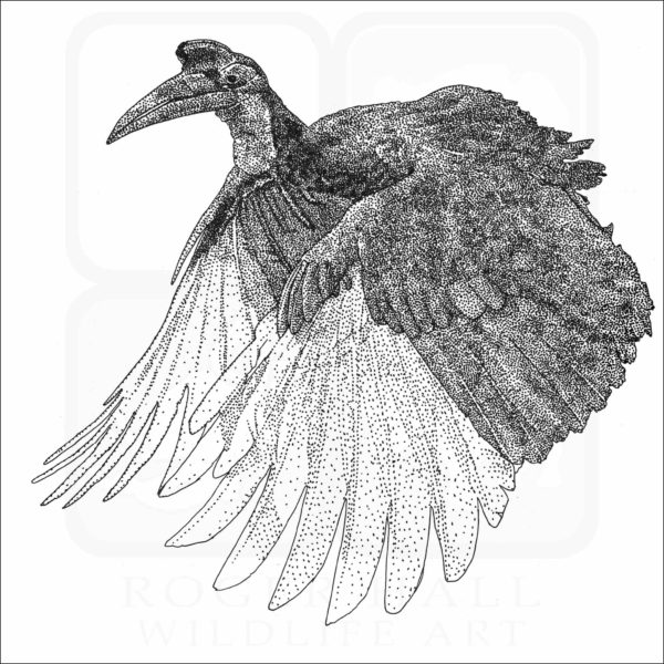 Abyssinian Ground Hornbill black and white drawing