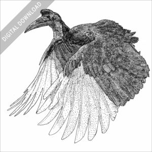 Abyssinian Ground Hornbill black and white stock image