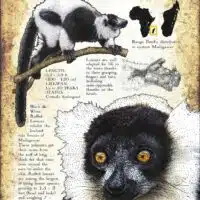 Fine art poster featuring three illustrations of a Ring-tailed lemur, along with a range map and information about the lemur infographic