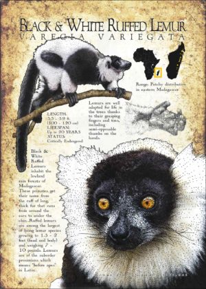 Fine art poster featuring three illustrations of a Ring-tailed lemur, along with a range map and information about the lemur infographic