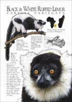 Fine art poster featuring three illustrations of a Ring-tailed lemur, along with a range map and information about the lemur infographic
