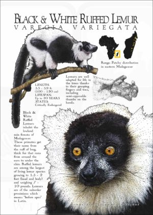 Fine art poster featuring three illustrations of a Ring-tailed lemur, along with a range map and information about the lemur infographic