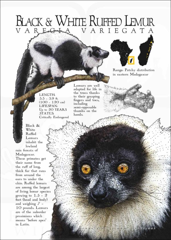 Fine art poster featuring three illustrations of a Ring-tailed lemur, along with a range map and information about the lemur infographic