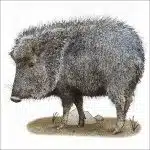 Chacoan Peccary or Tagua illustration