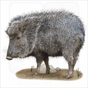 Chacoan Peccary or Tagua illustration