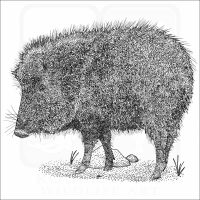 Chacoan Peccary black and white illustration