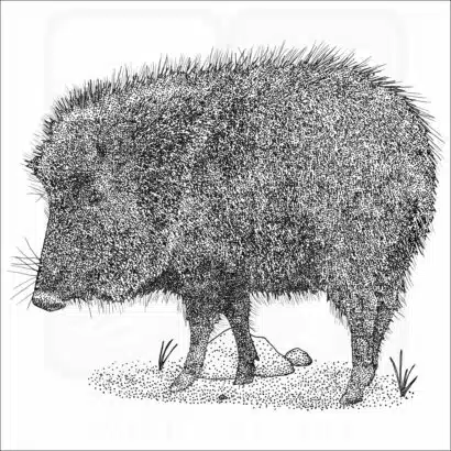 Chacoan Peccary black and white illustration