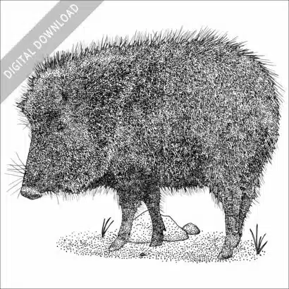 Chacoan Peccary or Tagua black and white stock image