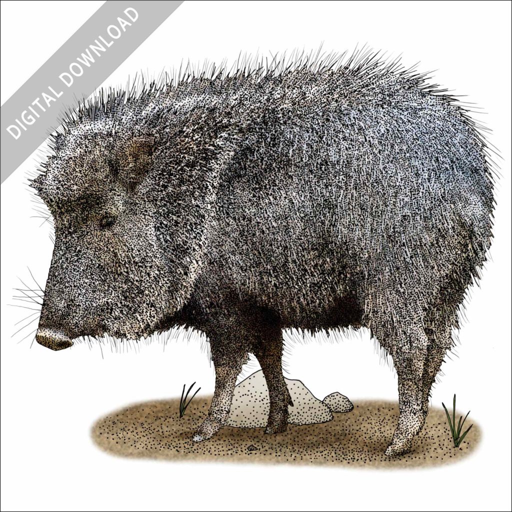 Stock Art Drawing of a Chacoan Peccary