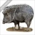 Chacoan Peccary or Tagua stock image