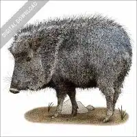 Chacoan Peccary or Tagua stock image