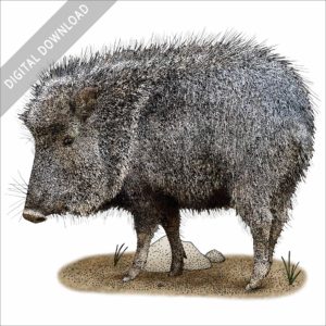 Chacoan Peccary or Tagua stock image