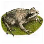 Collinses' Mountain Chorus Frog illustration
