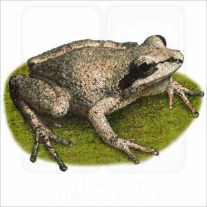 Collinses' Mountain Chorus Frog illustration
