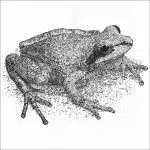 Collinses' Mountain Chorus Frog black and white drawing