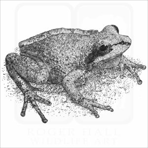 Collinses' Mountain Chorus Frog black and white drawing