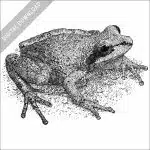 Collinses' Mountain Chorus Frog black and white stock image