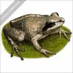 Collinses' Mountain Chorus Frog stock image