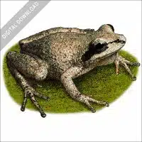 Collinses' Mountain Chorus Frog stock image
