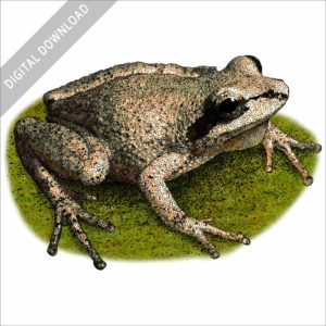 Collinses' Mountain Chorus Frog stock image