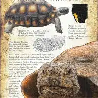 Desert Tortoise infographic