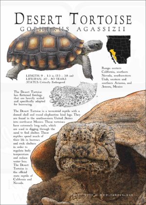 Desert Tortoise infographic