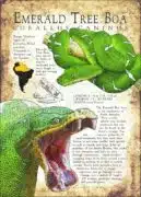 Poster print of the Emerald Tree Boa