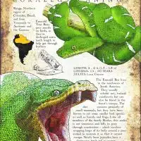 Poster print of the Emerald Tree Boa
