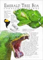 Poster print of the Emerald Tree Boa