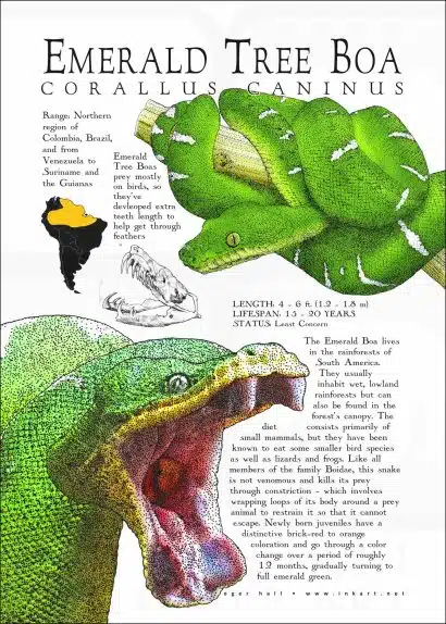 Poster print of the Emerald Tree Boa