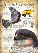 Eurasian Sparrowhawk poster print