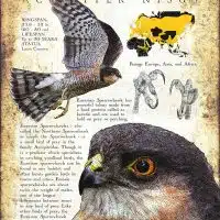 Eurasian Sparrowhawk poster print