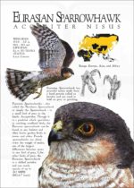 Eurasian Sparrowhawk infographic poster