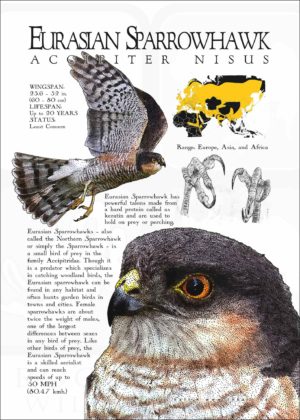 Eurasian Sparrowhawk infographic poster
