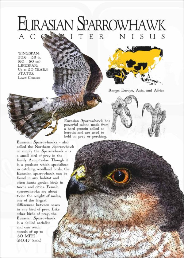 Eurasian Sparrowhawk infographic poster