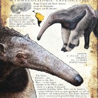 Giant Anteater infographic poster