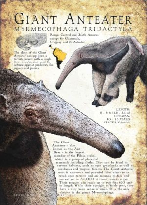 Giant Anteater infographic poster